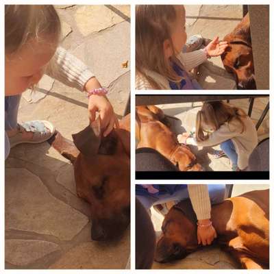 Rhodesian Ridgeback-Beitrag-Bild