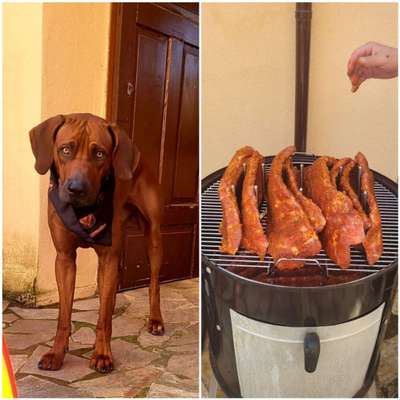 Rhodesian Ridgeback-Beitrag-Bild