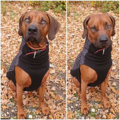 Rhodesian Ridgeback-Beitrag-Bild