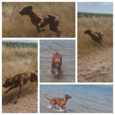 Rhodesian Ridgeback-Beitrag-Bild