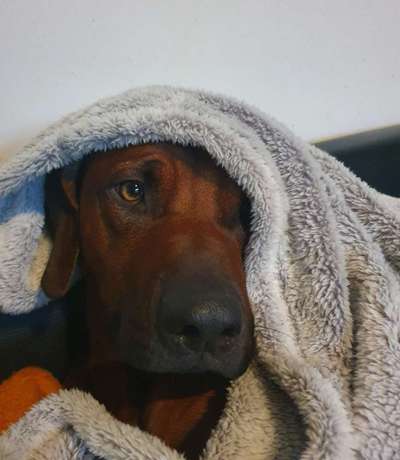 Rhodesian Ridgeback-Beitrag-Bild