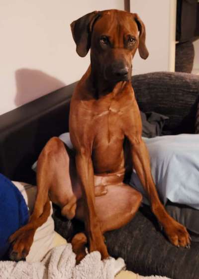 Rhodesian Ridgeback-Beitrag-Bild