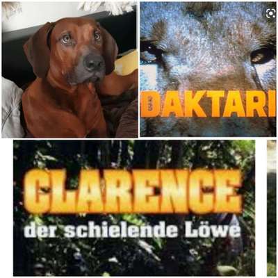 Rhodesian Ridgeback-Beitrag-Bild