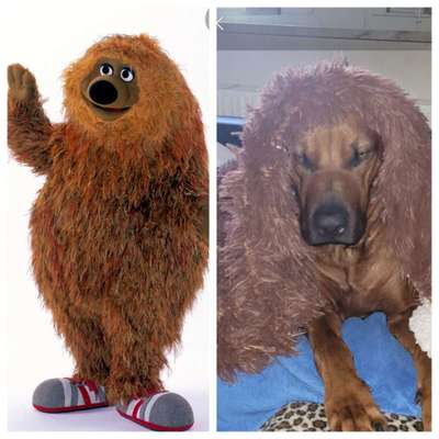 Rhodesian Ridgeback-Beitrag-Bild