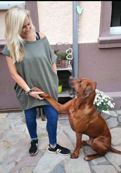 Rhodesian Ridgeback-Beitrag-Bild