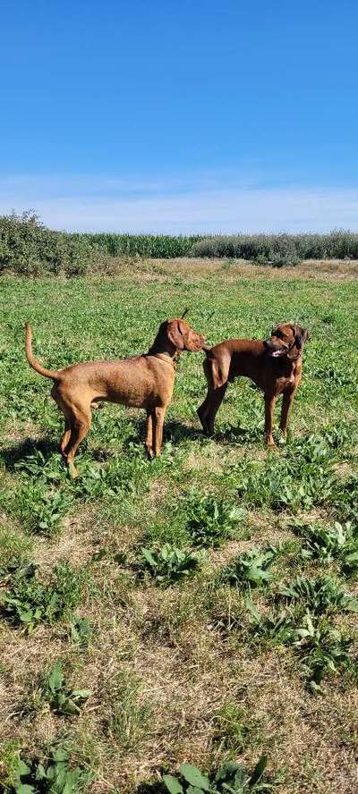 Rhodesian Ridgeback-Beitrag-Bild