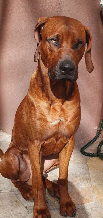 Rhodesian Ridgeback-Beitrag-Bild
