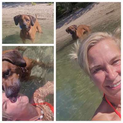 Rhodesian Ridgeback-Beitrag-Bild