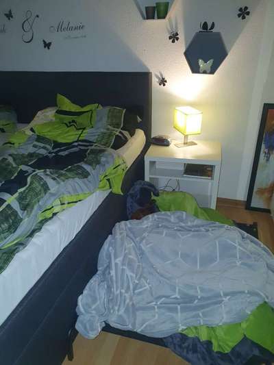 Rhodesian Ridgeback-Beitrag-Bild