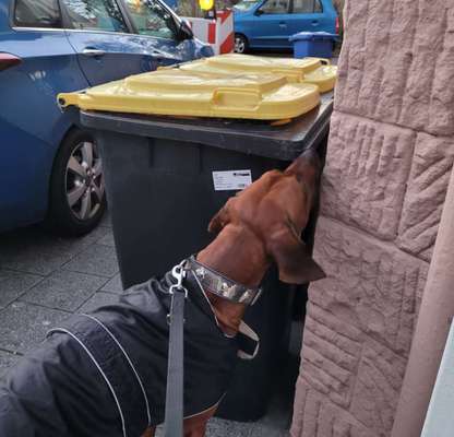 Rhodesian Ridgeback-Beitrag-Bild