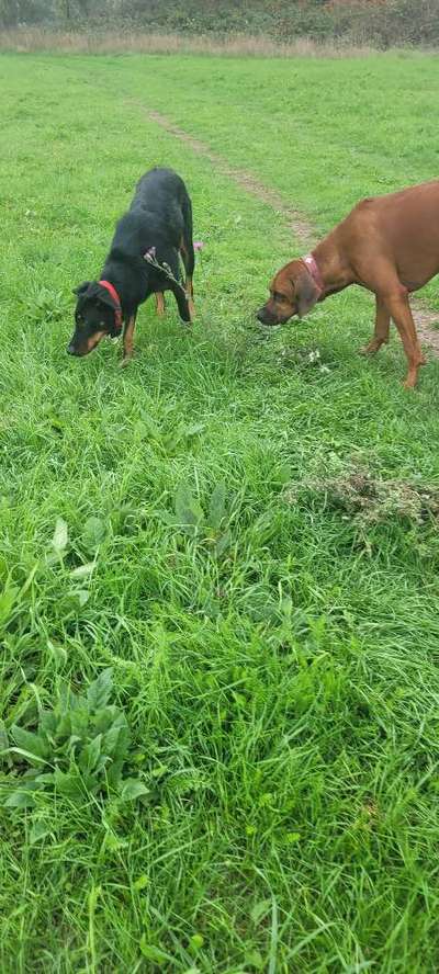 Rhodesian Ridgeback-Beitrag-Bild