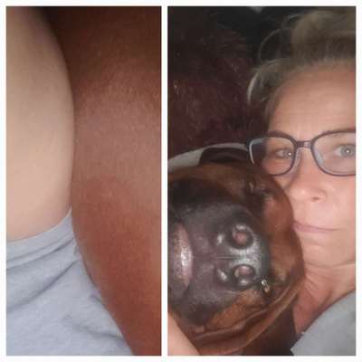 Rhodesian Ridgeback-Beitrag-Bild