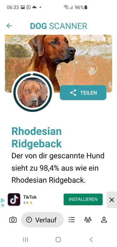 Rhodesian Ridgeback-Beitrag-Bild