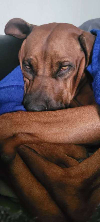 Rhodesian Ridgeback-Beitrag-Bild