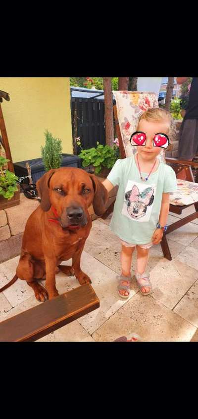 Rhodesian Ridgeback-Beitrag-Bild