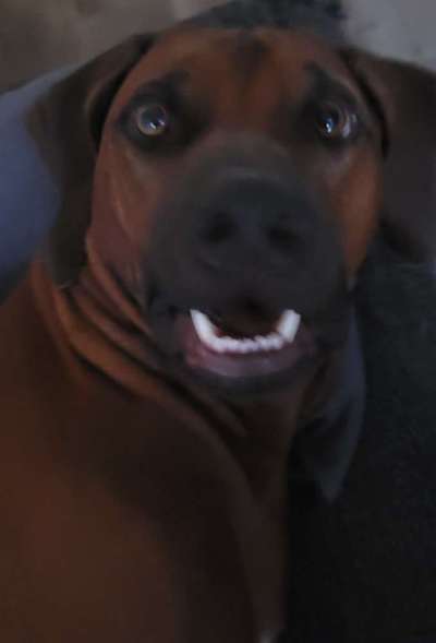 Rhodesian Ridgeback-Beitrag-Bild