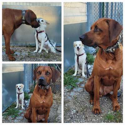 Rhodesian Ridgeback-Beitrag-Bild