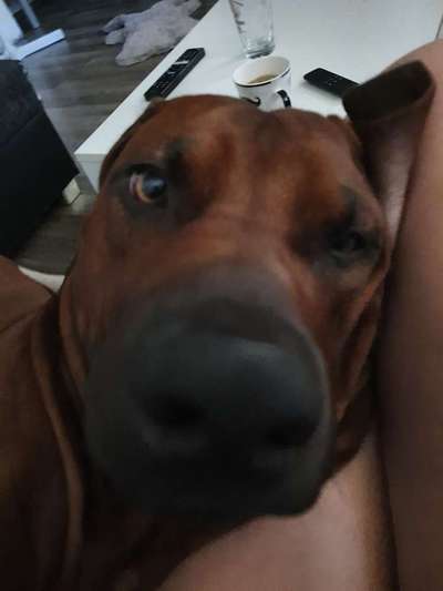 Rhodesian Ridgeback-Beitrag-Bild