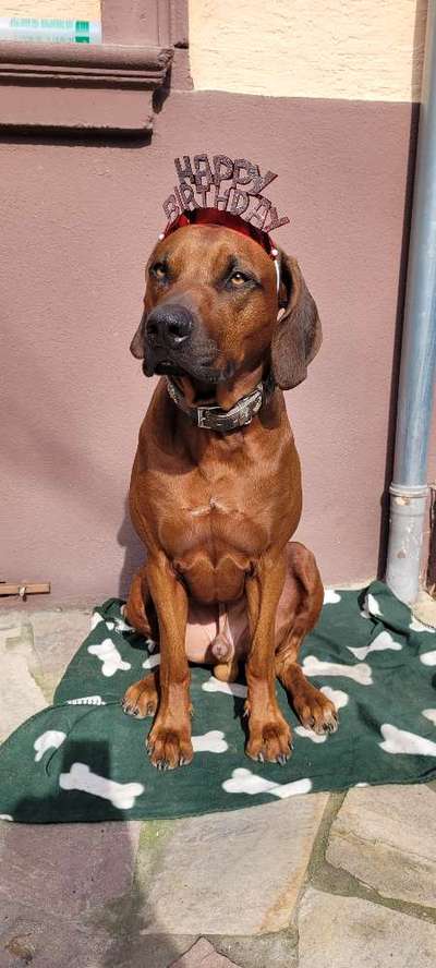 Rhodesian Ridgeback-Beitrag-Bild