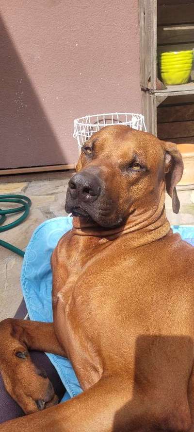 Rhodesian Ridgeback-Beitrag-Bild
