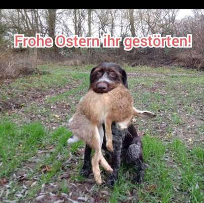 Rhodesian Ridgeback-Beitrag-Bild