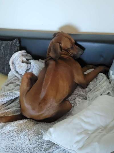 Rhodesian Ridgeback-Beitrag-Bild