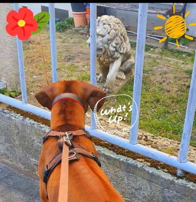 Challenge 23 : "  Euer Hund beim Frühlingserwachen "-Beitrag-Bild