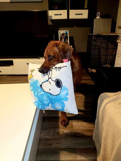 Rhodesian Ridgeback-Beitrag-Bild