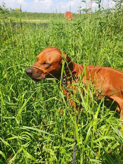 Die Dogorama Monats Challenge "Es grünt und blüht"-Beitrag-Bild