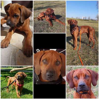 Rhodesian Ridgeback-Beitrag-Bild