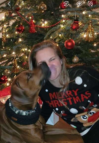 Rhodesian Ridgeback-Beitrag-Bild