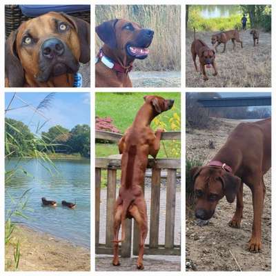Rhodesian Ridgeback-Beitrag-Bild