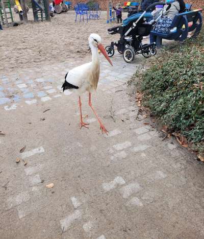 Rhodesian Ridgeback-Beitrag-Bild