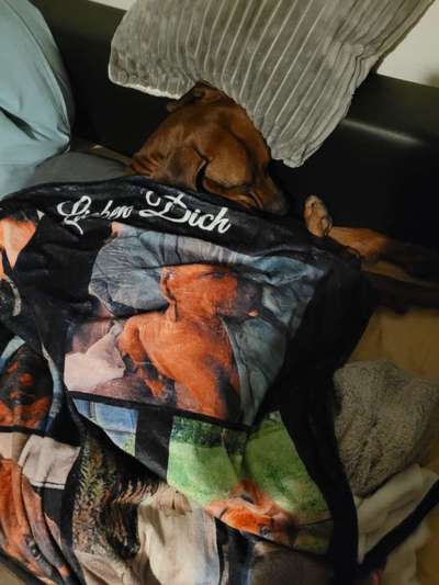 Rhodesian Ridgeback-Beitrag-Bild