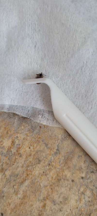 Rhodesian Ridgeback-Beitrag-Bild