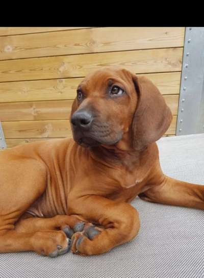 Rhodesian Ridgeback-Beitrag-Bild