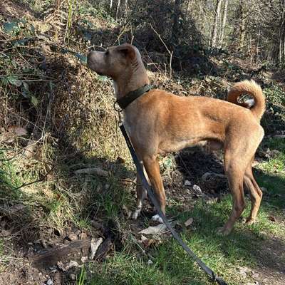 Hundetreffen-Spazieren gehe-Bild