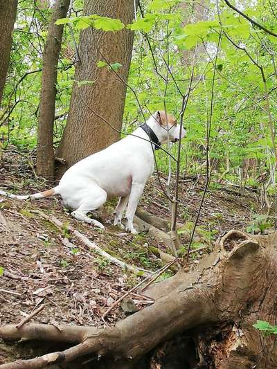 Die Dogorama Wochen Challenge-Beitrag-Bild