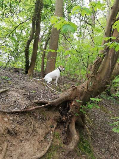 Die Dogorama Wochen Challenge-Beitrag-Bild