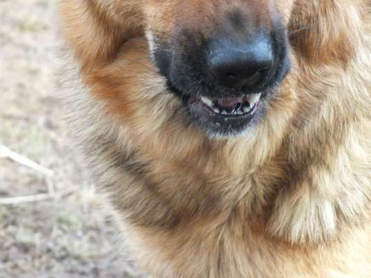 Foto's und Hundemodels-Beitrag-Bild