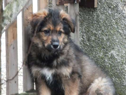 Welpen Bilder !-Beitrag-Bild