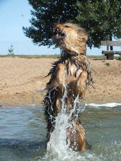 Foto's und Hundemodels-Beitrag-Bild