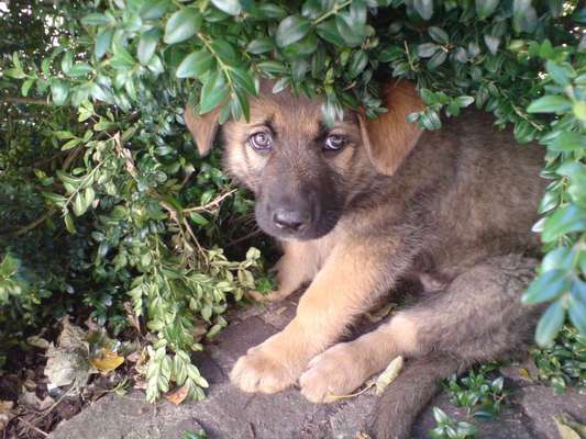 Welpen Bilder !-Beitrag-Bild