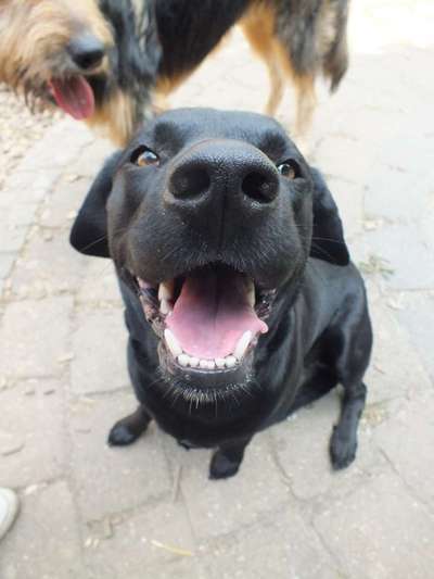 Foto's und Hundemodels-Beitrag-Bild