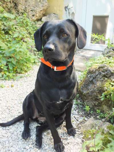 Labradorfans-Beitrag-Bild