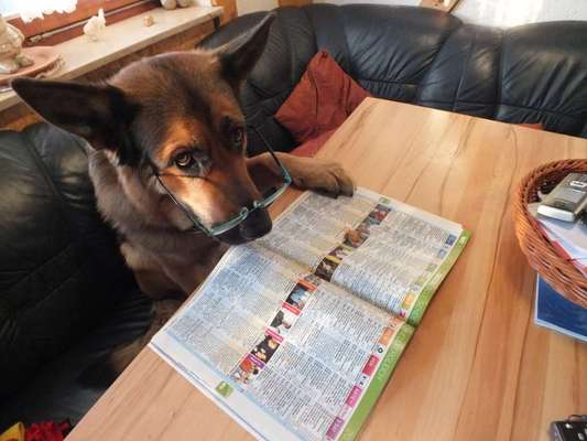 Foto's und Hundemodels-Beitrag-Bild