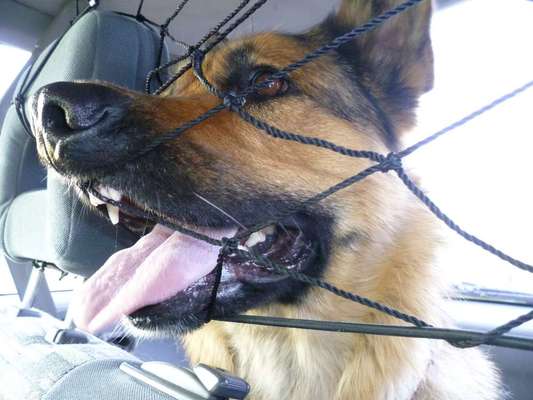 Lustige Bilder-Beitrag-Bild