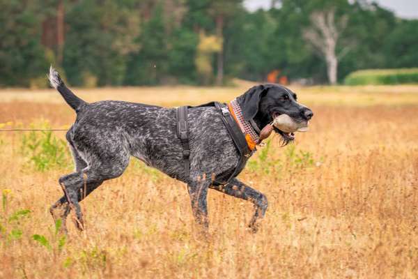 Hundeschulen-Jagdhundeführerausbildung Michael Knuppertz-Bild