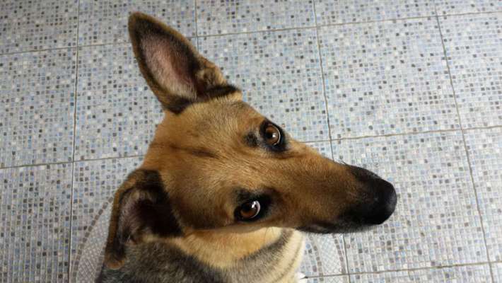 Die Dogorama Kalender Challenge Titelbild-Beitrag-Bild