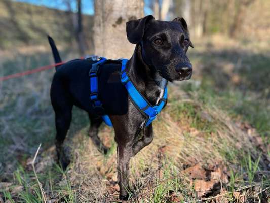 Patterdale Terrier-Beitrag-Bild